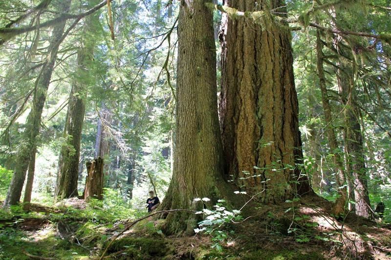 forest acute angle forest acute angle